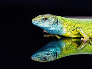 European green lizard, Lacerta viridis