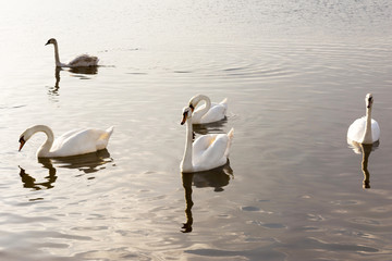 a group of swans are floating on the water in windy weather