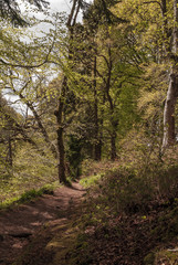 A leafy red gravel path through a bright green forest
