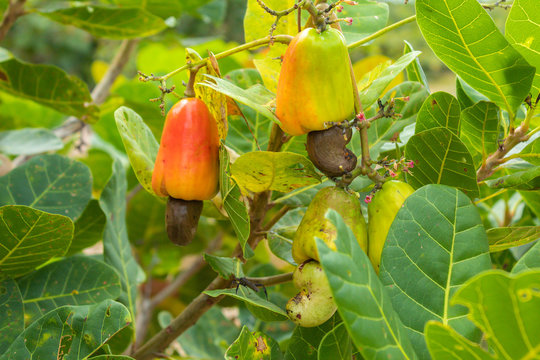 cacho de caju maduro pendurado na &aacute;rvore (nordeste do Brasil, Piau&iacute;)