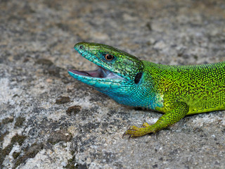 Naklejka na ściany i meble European green lizard, Lacerta viridis