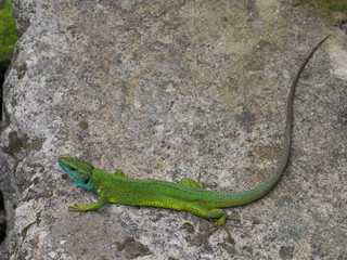 European green lizard, Lacerta viridis