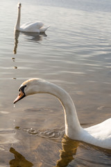 Naklejka premium a group of swans are floating on the water in windy weather