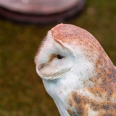 Head Shot of a Beautiful Barn Owl
