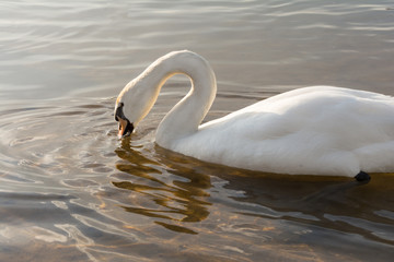 a group of swans are floating on the water in windy weather