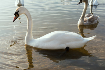 a group of swans are floating on the water in windy weather
