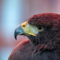 Close up Portrait of a Harris Hawk