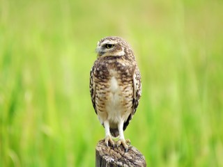 great horned owl