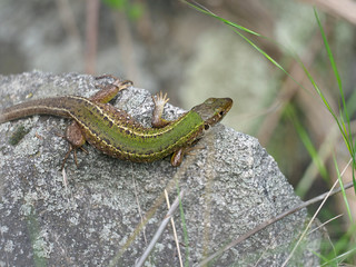 European green lizard, Lacerta viridis