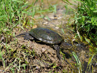 Obraz premium European pond turtle, Emys orbicularis