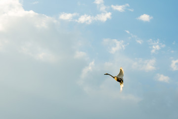Fototapeta na wymiar the swan is flying in the sky spreading its wings