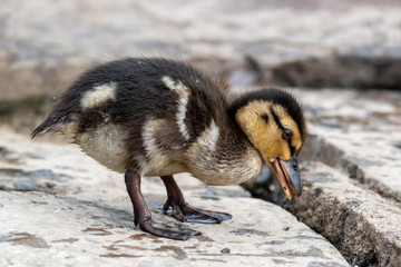 Baby Mallard Ducklings Feeding on the Waters Edge