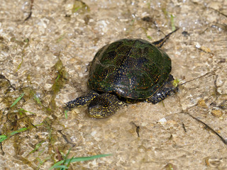 European pond turtle, Emys orbicularis