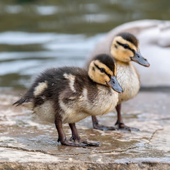 Baby Mallard Ducklings Feeding on the Waters Edge