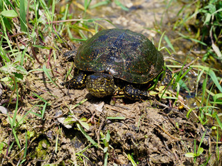 European pond turtle, Emys orbicularis