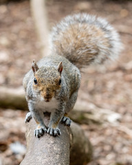 Grey Squirrel Standing on a Fallen Tree