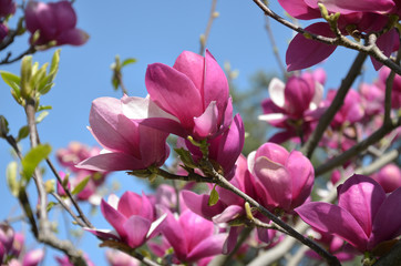 magnolia flower, tree branches with large fragrant flowers