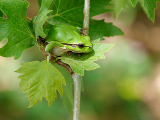 European tree frog, Hyla arborea