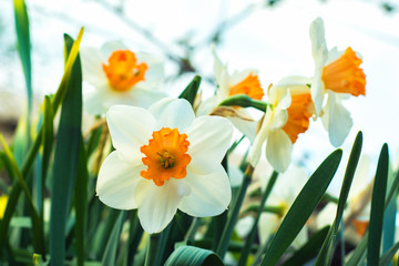 Close-up of Narcissus flowers from the lower corner. Narcissus flowers close-up with green grass and bright sky. Soft focus and beautiful bokeh.