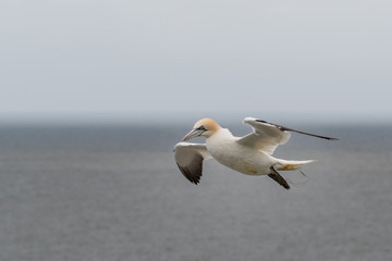 Gannet Soaring off the Coast of Bempton Cliffs