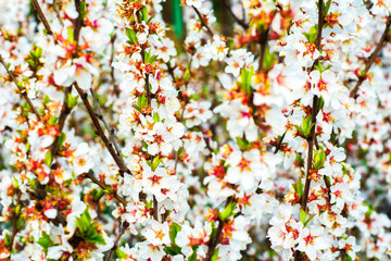 Spring flowers. Blooming cherry flowers. Close-up of blooming cherry flowers with blur background.