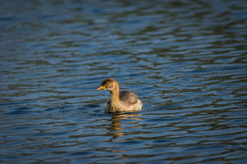 A little grebe or Tachybaptus ruficollis swimming in water at keoladeo bird sanctuary, bharatpur, rajasthan, india