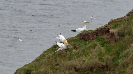 A Gannetry of Gannets Collecting Grass from the Top of Bempton Cliffs