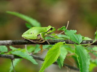 European tree frog, Hyla arborea