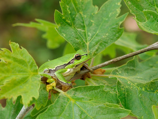 European tree frog, Hyla arborea