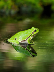 European tree frog, Hyla arborea