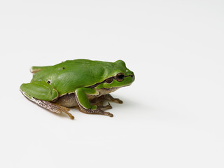 European tree frog, Hyla arborea