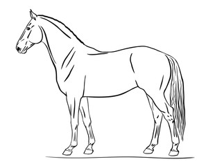 Horse line drawing, side view