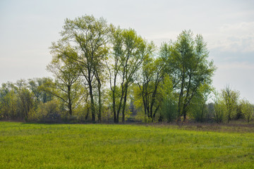 Fototapeta na wymiar Tall beautiful trees standing along a grassy field. Trees on a green field in front of a large forest. Spring landscape.