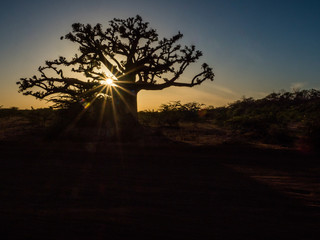 Silhouette of baobab