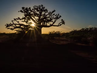 Deurstickers Silhouette of baobab © Mirek