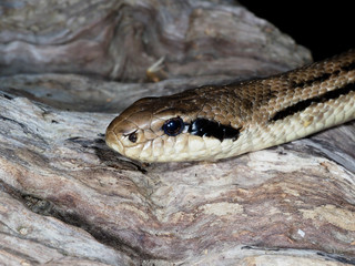 Four-lined snake, Elaphe quatuorlineata