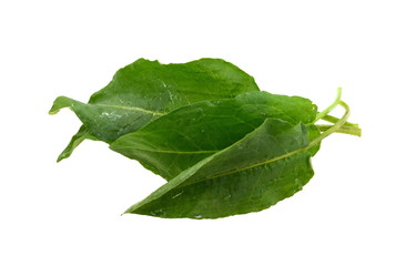 Leaves of Rumex patientia isolated on white.