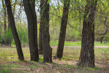 Beautiful landscape in deciduous forest. Trunks of young oak trees. The road going through the oak forest.