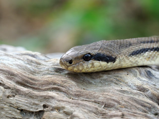 Four-lined snake, Elaphe quatuorlineata