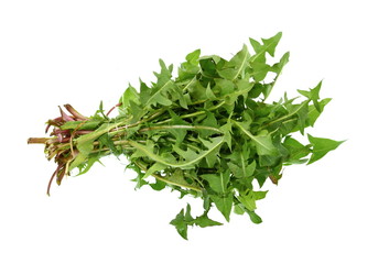 Bunch of fresh dandelion leaves on a white background 