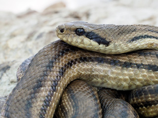 Four-lined snake, Elaphe quatuorlineata