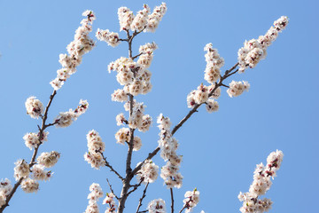 flowering branches of trees against the blue sky