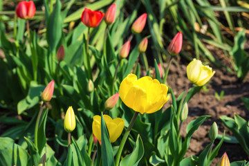 yellow and red tulips on a bed on a sunny day