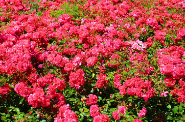 Obraz premium Beautiful bush of wild pink roses with green leaves taken on a sunny summer day. A rose is a woody perennial flowering plant of the genus Rosa, in the family Rosaceae. Used as a flower gift