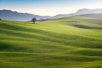 Panoramic view of beautiful endless green fields in bright sunlight, Italy