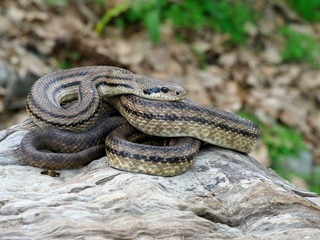 Four-lined snake, Elaphe quatuorlineata
