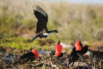 Female Frigatebird flying over males that hope to attract her withe their red pouches
