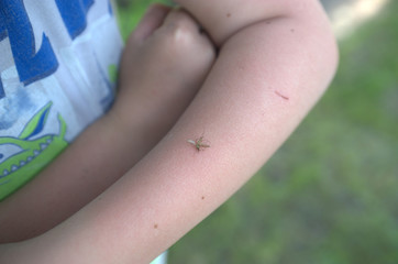 mosquito on the hand of a child
