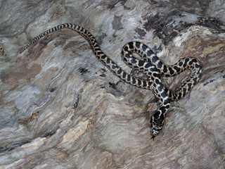 Four-lined snake, Elaphe quatuorlineata