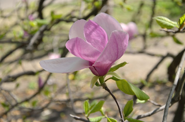 magnolia flower, tree branches with large fragrant flowers